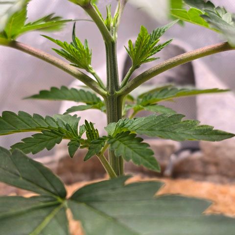 Cob's Copper Candy growlog timeline photo