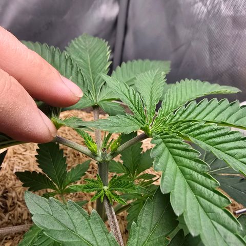 Cob's Copper Candy growlog timeline photo
