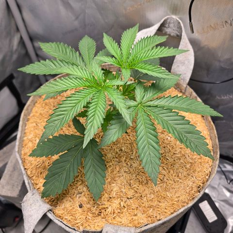Cob's Copper Candy growlog timeline photo