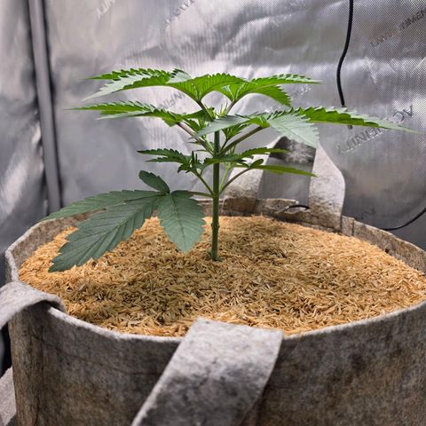 Cob's Copper Candy growlog timeline photo