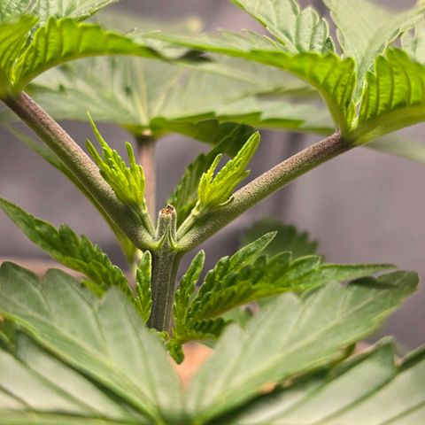 Cob's Copper Candy growlog timeline photo