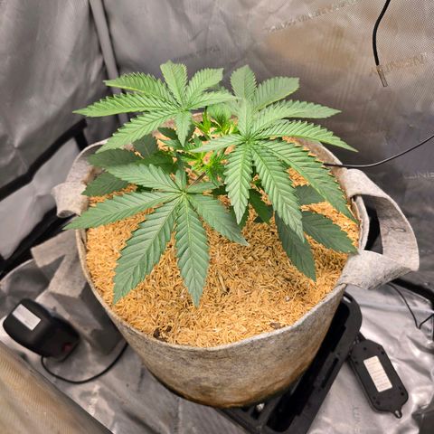 Cob's Copper Candy growlog timeline photo