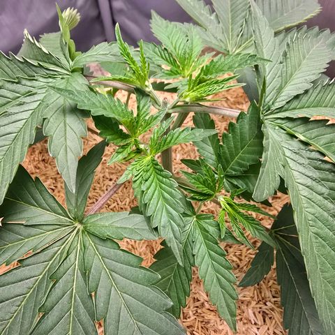 Cob's Copper Candy growlog timeline photo