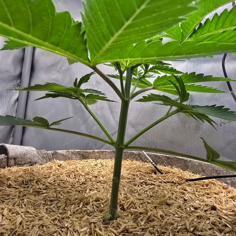 Cob's Copper Candy growlog timeline photo