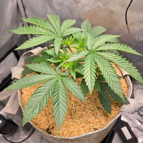 Cob's Copper Candy growlog timeline photo