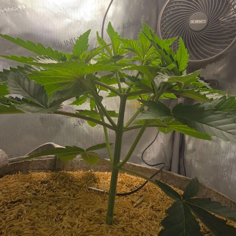 Cob's Copper Candy growlog timeline photo