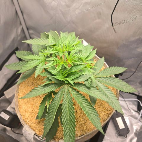 Cob's Copper Candy growlog timeline photo