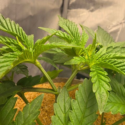 Cob's Copper Candy growlog timeline photo