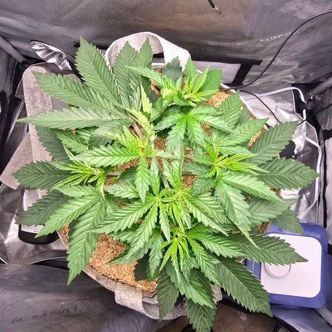 Cob's Copper Candy growlog timeline photo