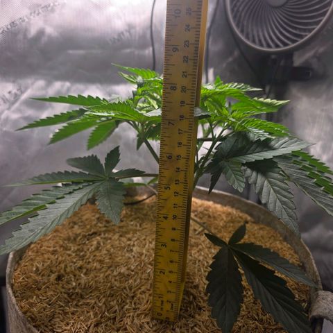 Cob's Copper Candy growlog timeline photo