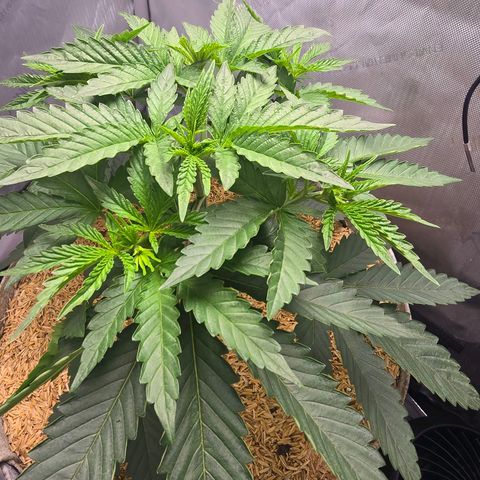 Cob's Copper Candy growlog timeline photo