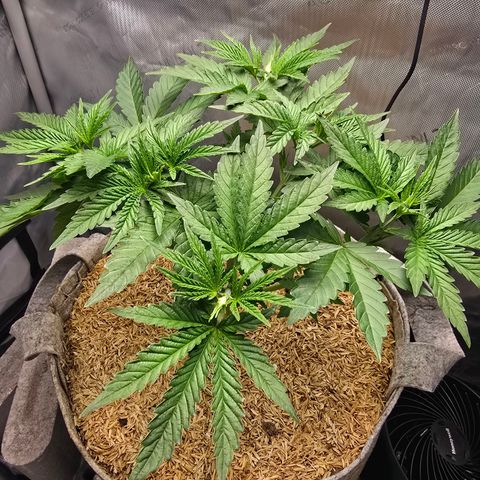 Cob's Copper Candy growlog timeline photo