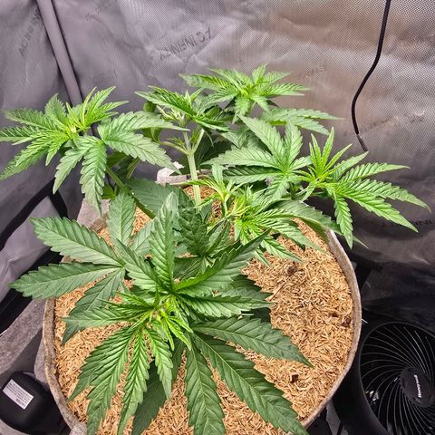 Cob's Copper Candy growlog timeline photo