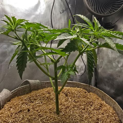 Cob's Copper Candy growlog timeline photo
