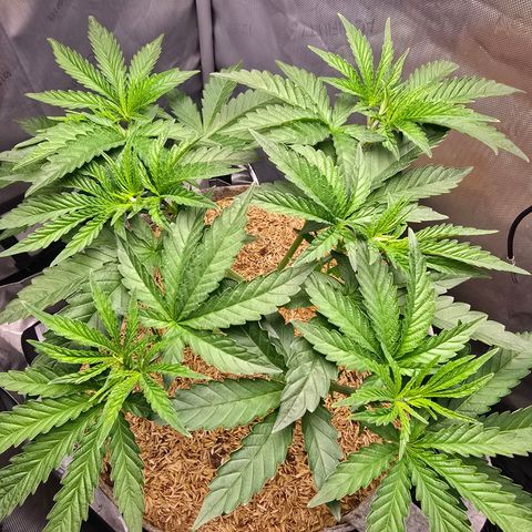 Cob's Copper Candy growlog timeline photo