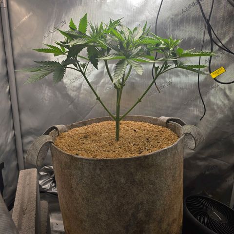 Cob's Copper Candy growlog timeline photo