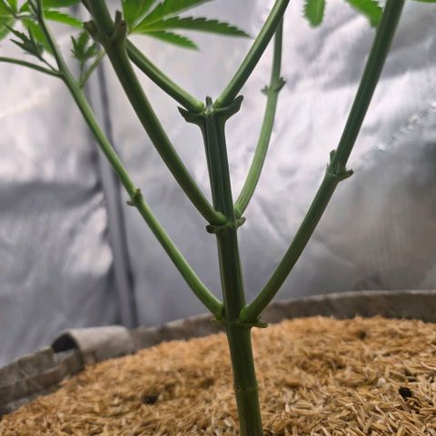 Cob's Copper Candy growlog timeline photo