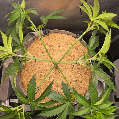 Cob's Copper Candy growlog timeline photo