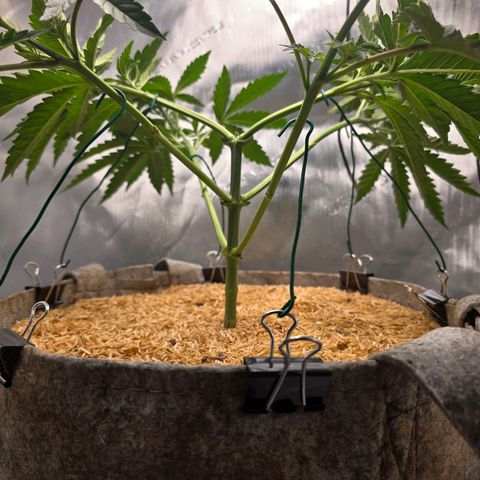 Cob's Copper Candy growlog timeline photo