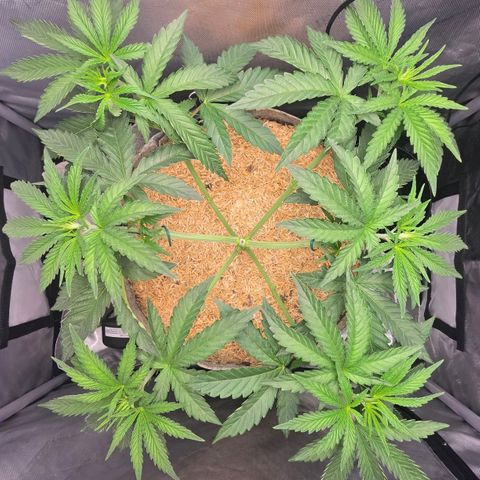 Cob's Copper Candy growlog timeline photo