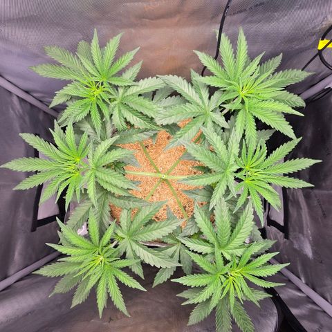 Cob's Copper Candy growlog timeline photo