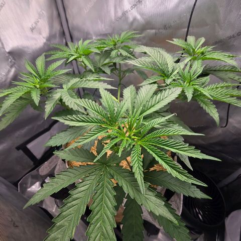 Cob's Copper Candy growlog timeline photo