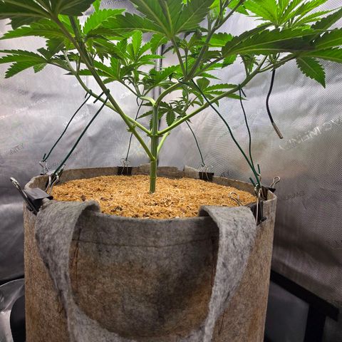 Cob's Copper Candy growlog timeline photo