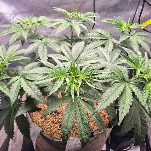Cob's Copper Candy growlog timeline photo