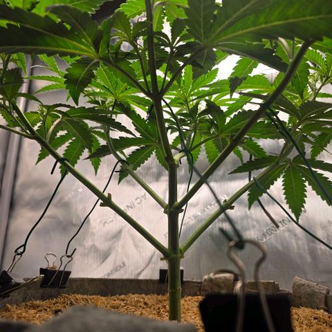 Cob's Copper Candy growlog timeline photo
