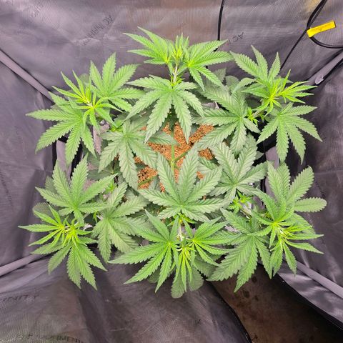 Cob's Copper Candy growlog timeline photo