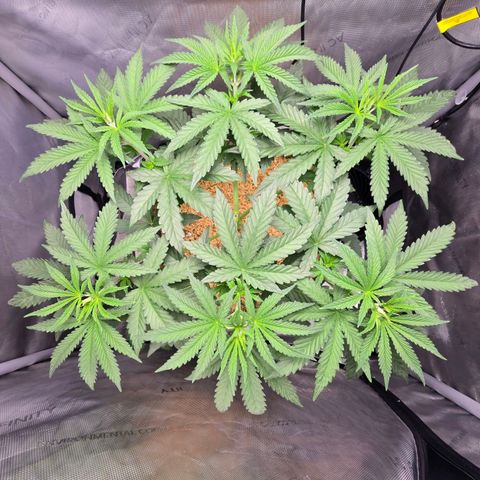 Cob's Copper Candy growlog timeline photo