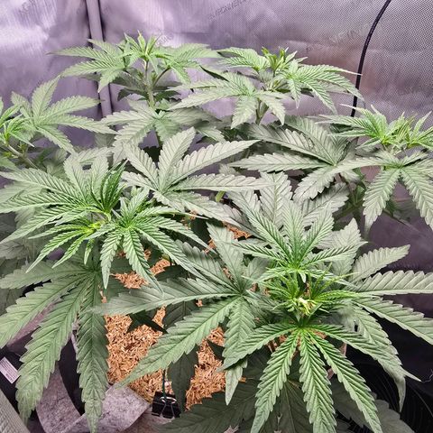Cob's Copper Candy growlog timeline photo