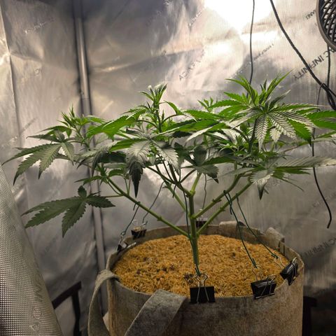 Cob's Copper Candy growlog timeline photo