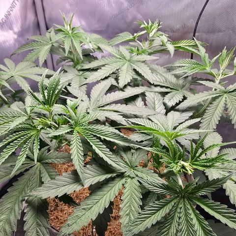 Cob's Copper Candy growlog timeline photo