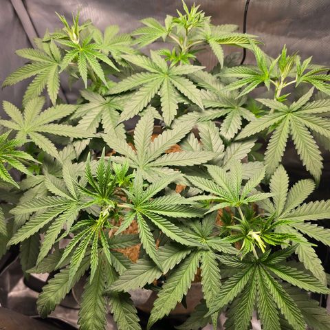 Cob's Copper Candy growlog timeline photo
