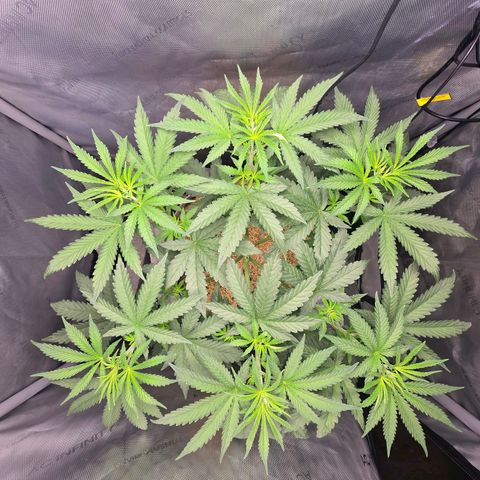 Cob's Copper Candy growlog timeline photo