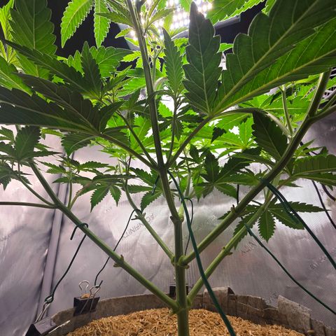 Cob's Copper Candy growlog timeline photo