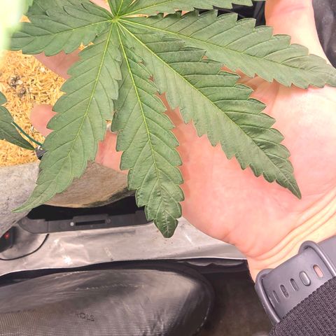 Cob's Copper Candy growlog timeline photo