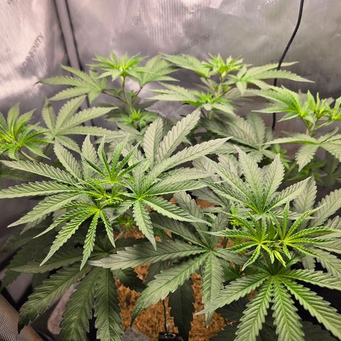 Cob's Copper Candy growlog timeline photo