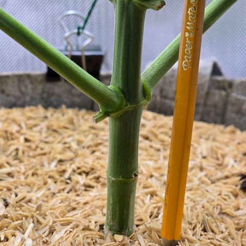 Cob's Copper Candy growlog timeline photo