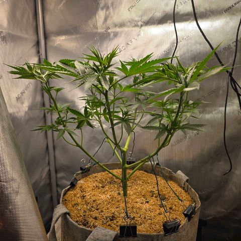 Cob's Copper Candy growlog timeline photo