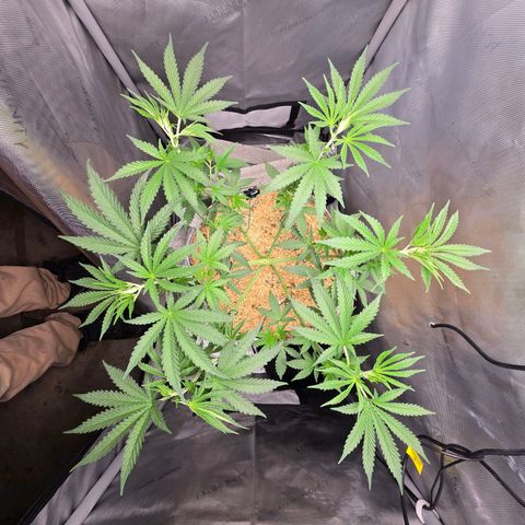 Cob's Copper Candy growlog timeline photo