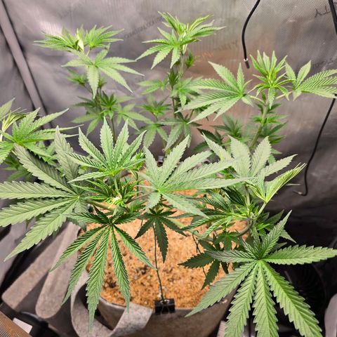 Cob's Copper Candy growlog timeline photo