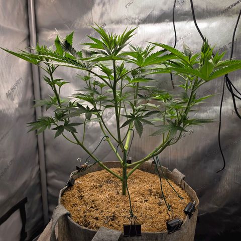 Cob's Copper Candy growlog timeline photo
