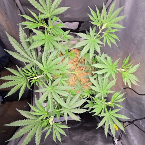 Cob's Copper Candy growlog timeline photo