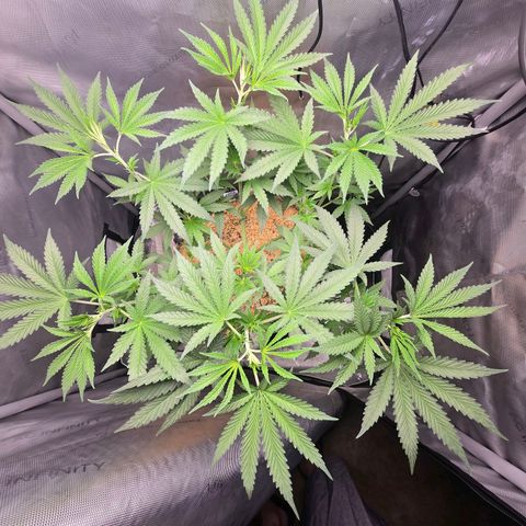Cob's Copper Candy growlog timeline photo