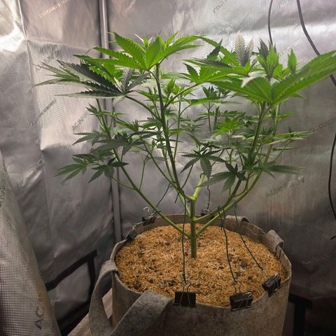 Cob's Copper Candy growlog timeline photo
