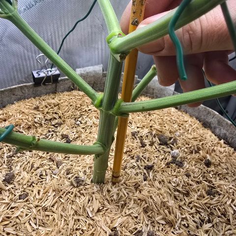 Cob's Copper Candy growlog timeline photo