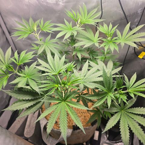 Cob's Copper Candy growlog timeline photo