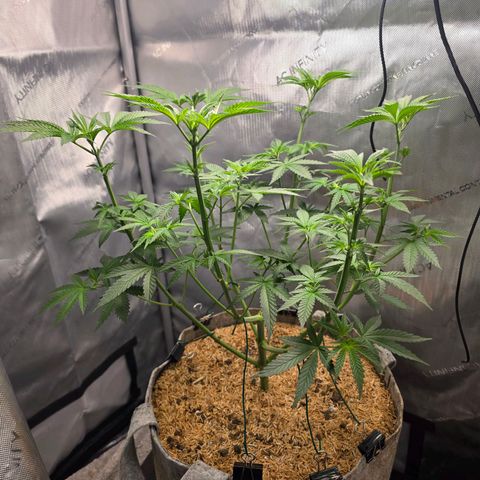 Cob's Copper Candy growlog timeline photo